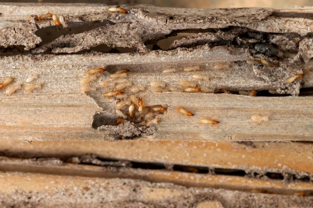 Pest Prevention Services in Piedmont, AL